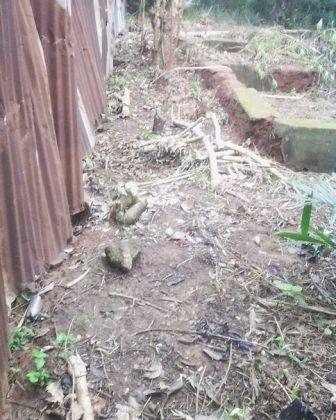 destruction 1 de plants servant de brise vue