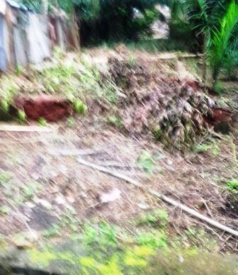 destruction 2  de plants servant de brise vue