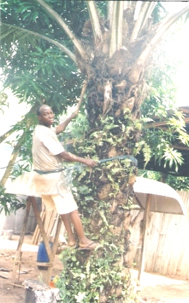Récolteur de régimes