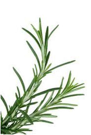 brin de romarin