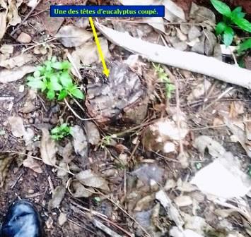 tête arbuste coupé