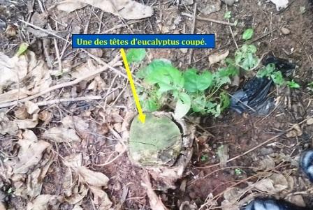 tête arbuste coupé